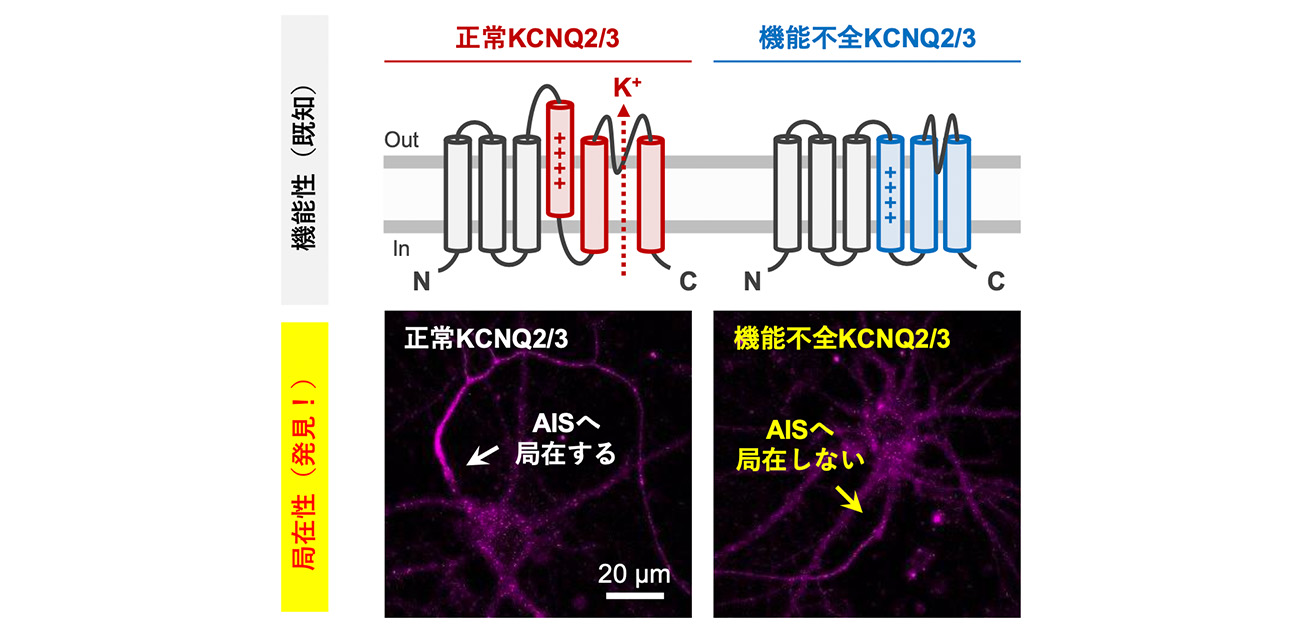 \分子の”働き方”が”居場所”を左右する!/ 神経興奮を司るカリウムチャネルの機能性が 軸索起始部(AIS)への局在性を決める仕組みの解明