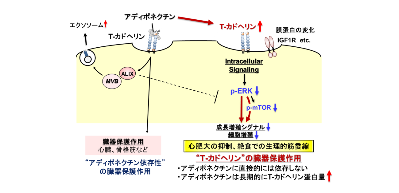T-カドヘリンによる細胞内シグナル伝達調節機構と臓器保護作用を解明