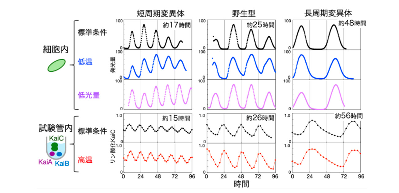 体内時計の精度はタンパク質に内蔵されていた