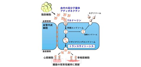 糖尿病 統合治療へのアプローチ 糖尿病統合治療へのアプローチ |本 | 通販 | Amazon