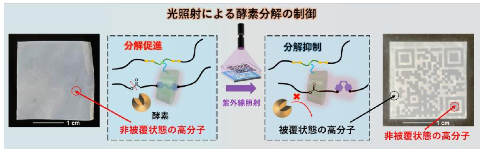 光で「分解」を自在にオンオフできる 賢いプラスチックを開発