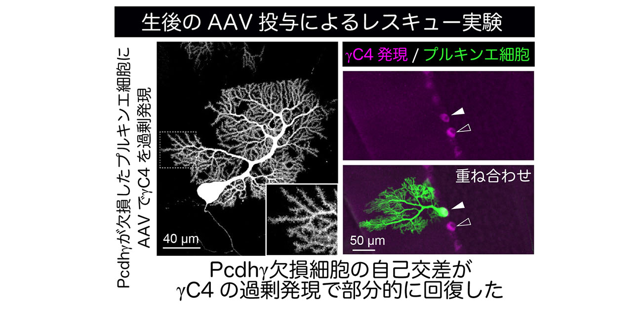 プロトカドヘリンγC4が 神経細胞死と小脳回路形成を制御することを解明