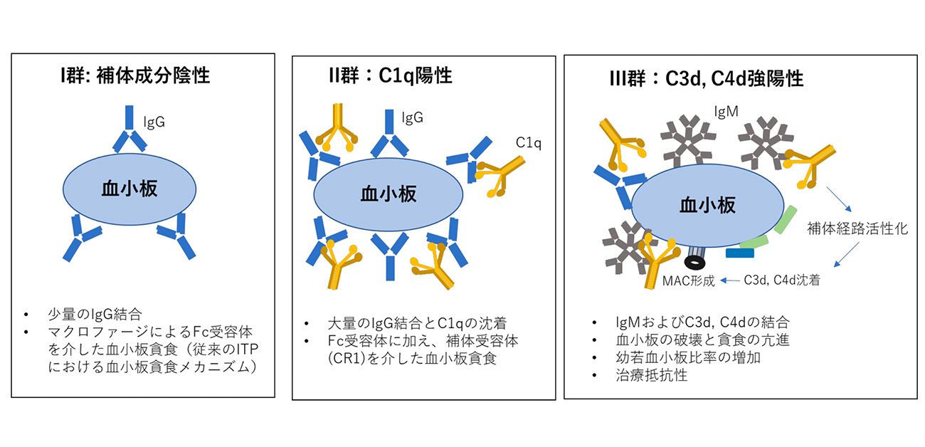 指定難病「免疫性血小板減少症」の新たな治療指標を発見