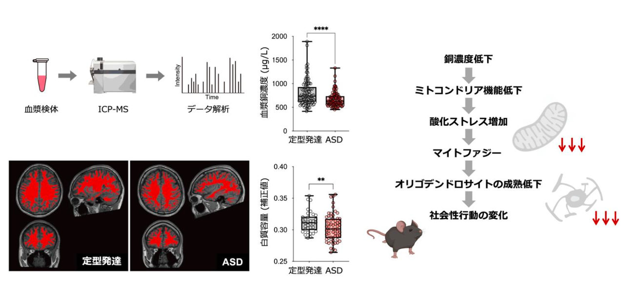 自閉スペクトラム症に関連する銅濃度低下が 白質形成と社会性行動に及ぼす仕組みを解明