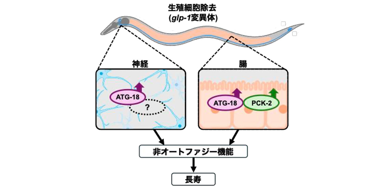 エイジ　マネジメントバランサ　AGE MANAGEMENT BALANCER 生殖と寿命のバランスを制御する仕組みの解明 - ResOU