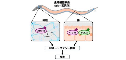 老化進行や神経変性疾患などの発症メカニズムの解明へ オートファジー