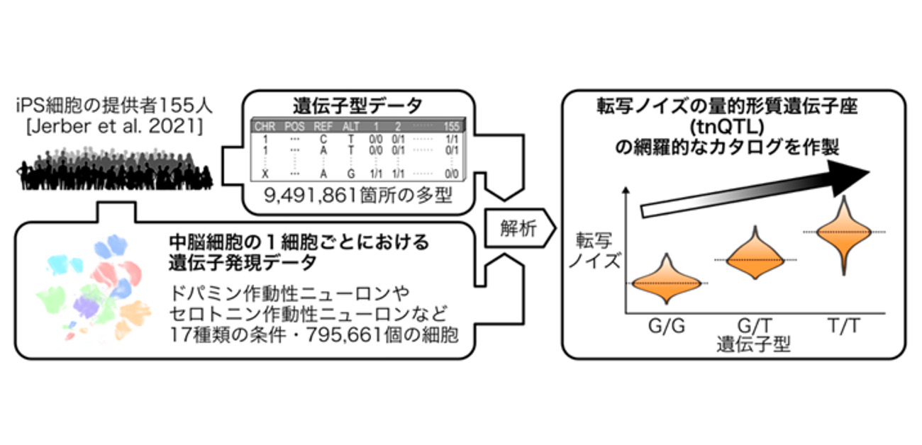 遺伝子発現の「ノイズ」を変えるゲノム多型