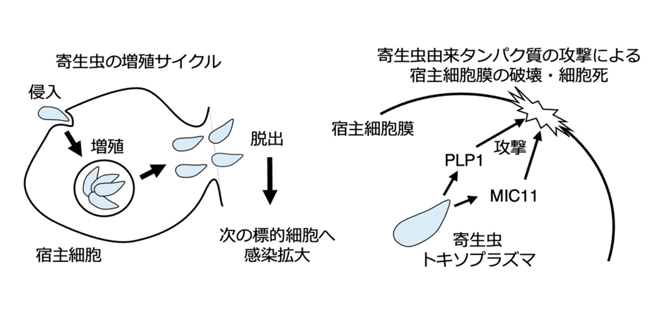寄生虫の狡猾な「脱出戦略」を解明