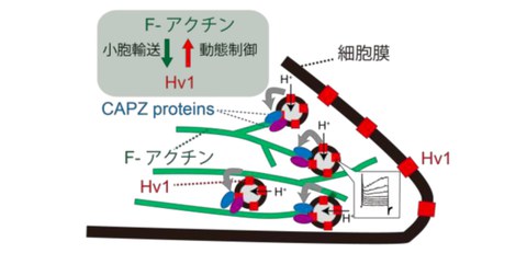 電気信号により制御される水素イオンチャネルの形を原子レベルで解明