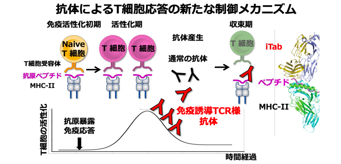 抗体によるT細胞応答の新たな制御機構の発見