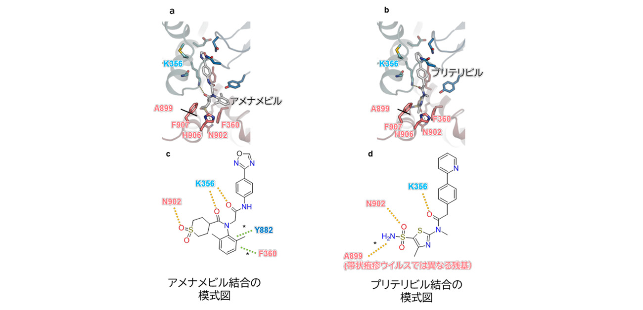 抗ヘルペスウイルス薬が働く仕組みを原子レベルで解明