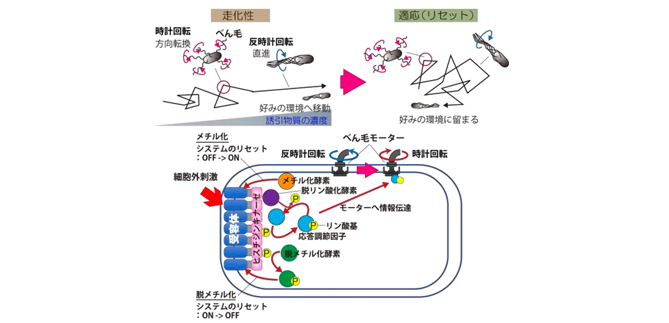 細菌の誘引行動と細胞内情報伝達の１細胞同時計測に成功