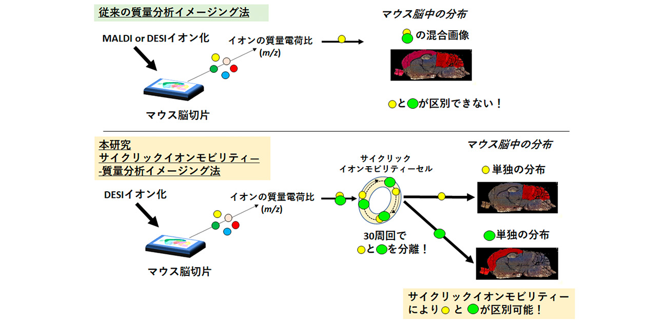 リン脂質sn位置異性体の高分離解析により脳内分布を可視化