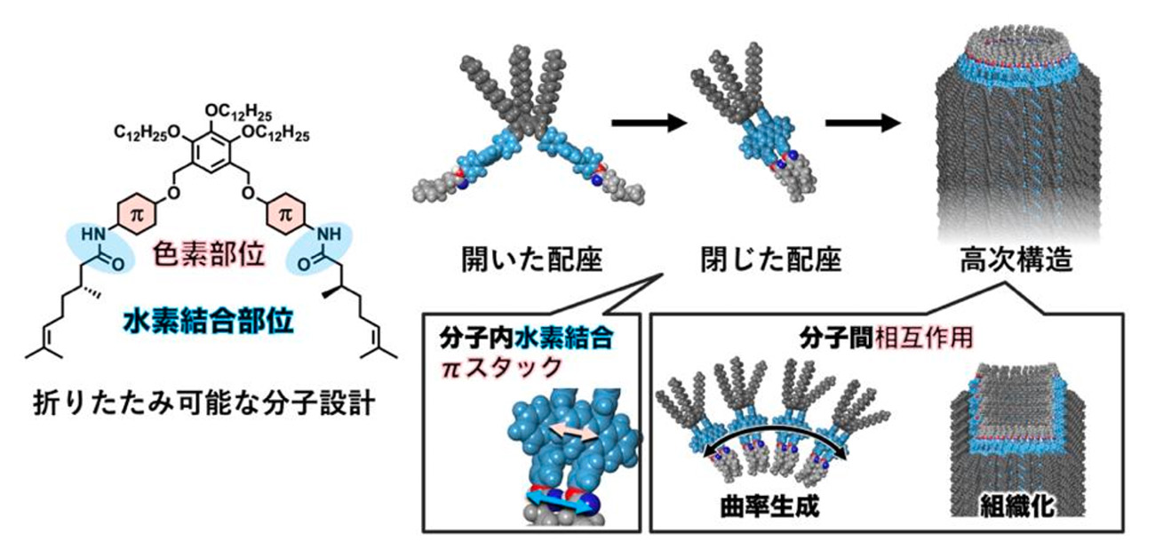 分子の折りたたみが導く多様なメゾスコピック有機素材