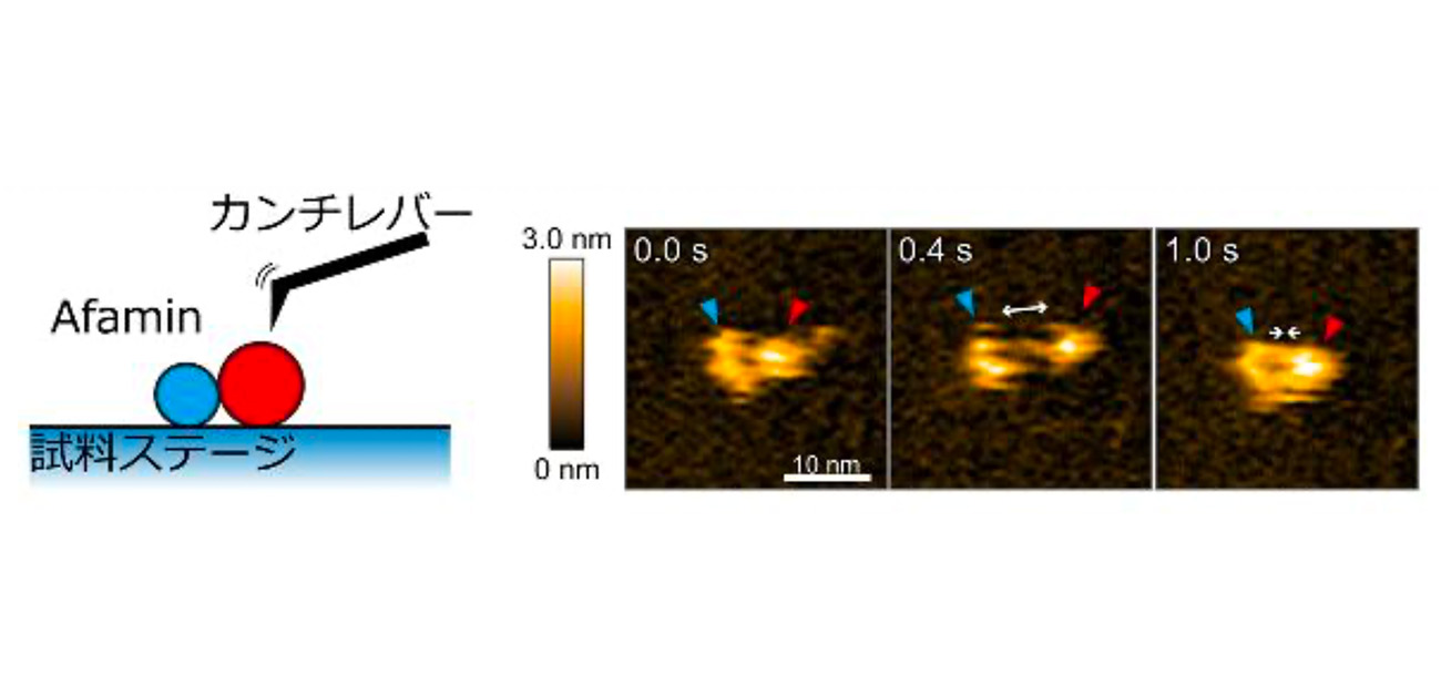 Afamin/Wnt3a複合体の姿と動きの観察に成功