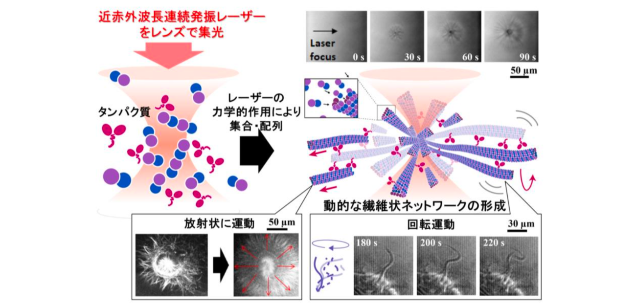 光の“力”でタンパク質を積み上げる