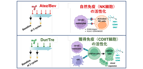 希少がんである肝内胆管がんの新たな発症機序を解明 - ResOU
