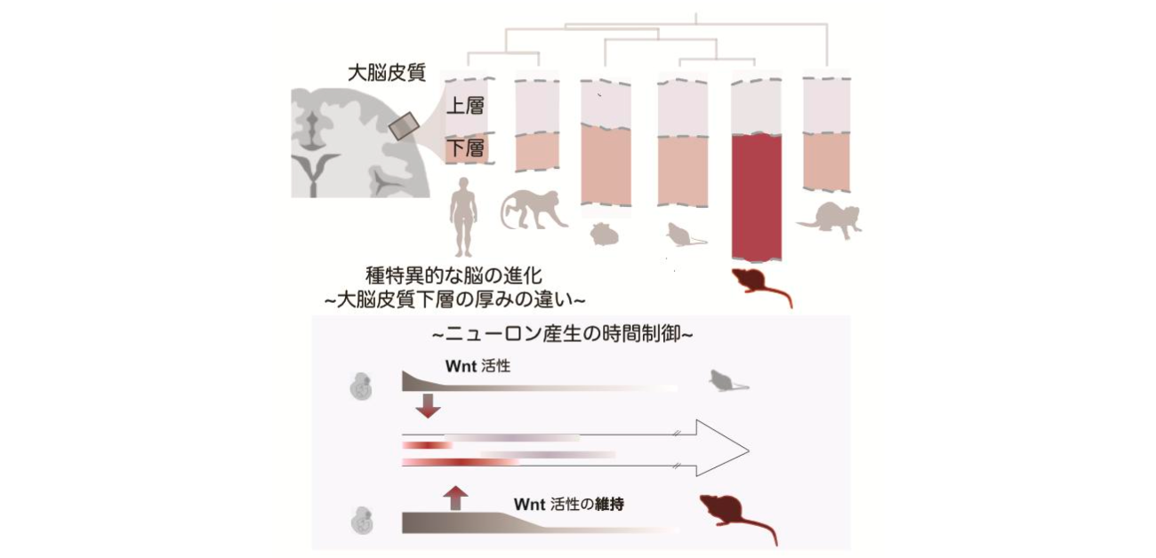 ＼脳の進化は、“時間の使い方”で決まっていた／ 動物ごとに異なる脳の作られ方の秘密を発見