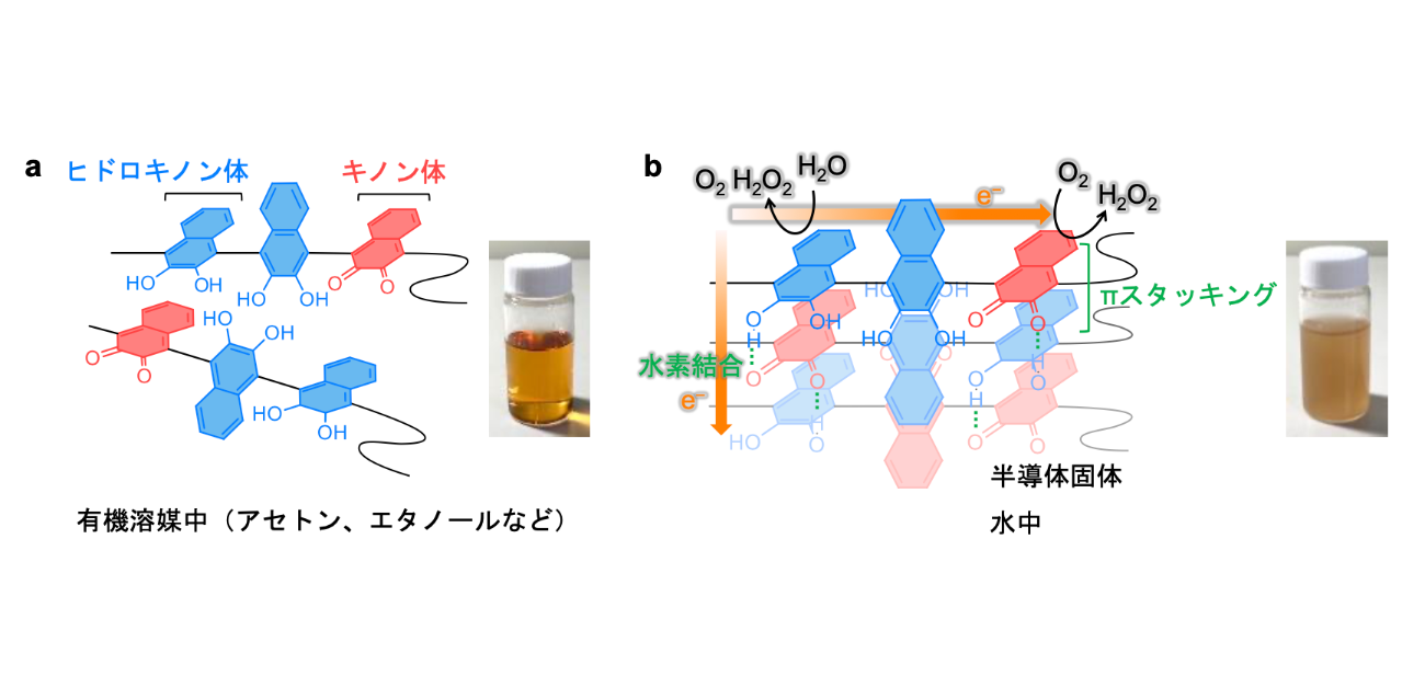 塗って乾かすだけで、 過酸化水素を生成する光触媒シートが完成！