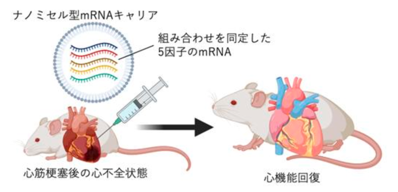 ＼mRNAで心筋梗塞後の心臓を救う／ 複数mRNA同時投与により 心筋梗塞後の難治性心不全を治療