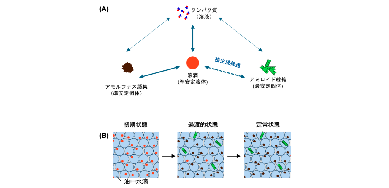 タンパク質液滴の運命はサイズで決まる