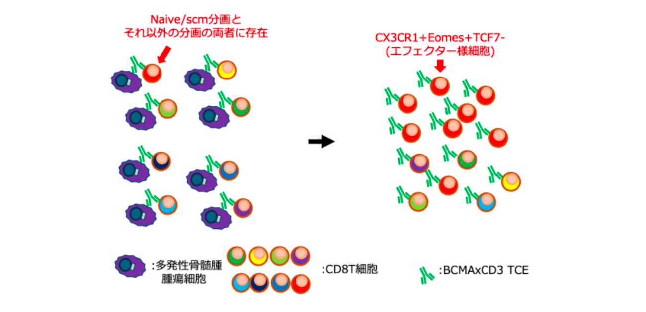多発性骨髄腫の治療に使われる二重特異性抗体に反応して 一部の免疫