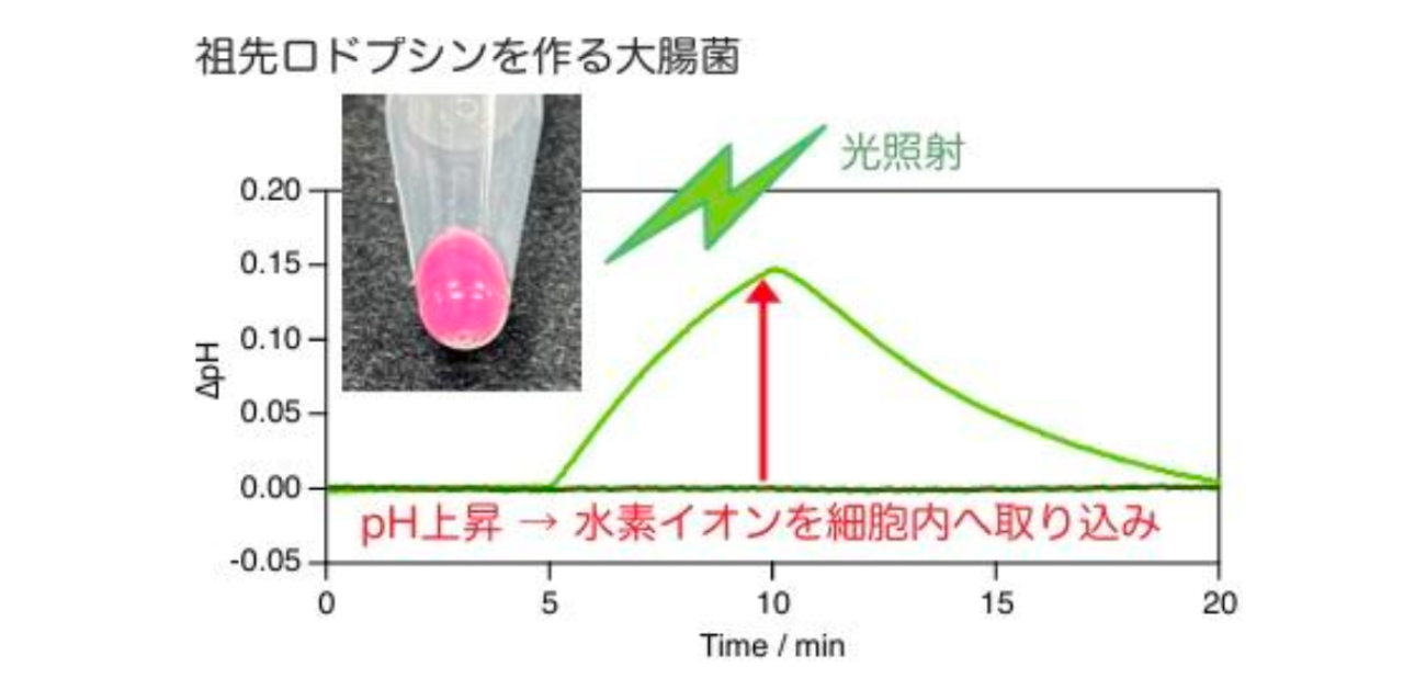 ＼進化中の姿を、作って確かめる／ 光で働く膜タンパク質の“祖先”を復元