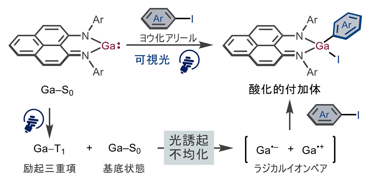 ＼持続可能な触媒反応に一歩前進！／ 典型元素ガリウムによる遷移金属型反応で ヨウ化アリールの光活性化に成功