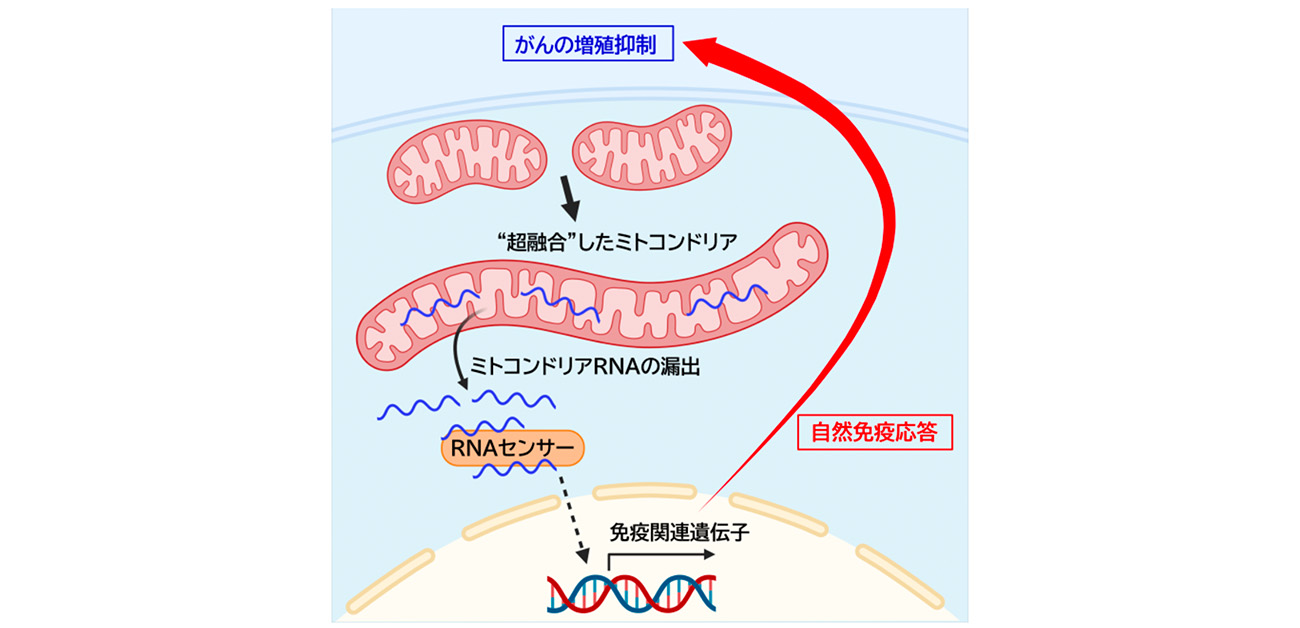 \“超融合”したミトコンドリアを解析/ ミトコンドリアRNAを介した自然免疫活性化の 新たな仕組みを発見