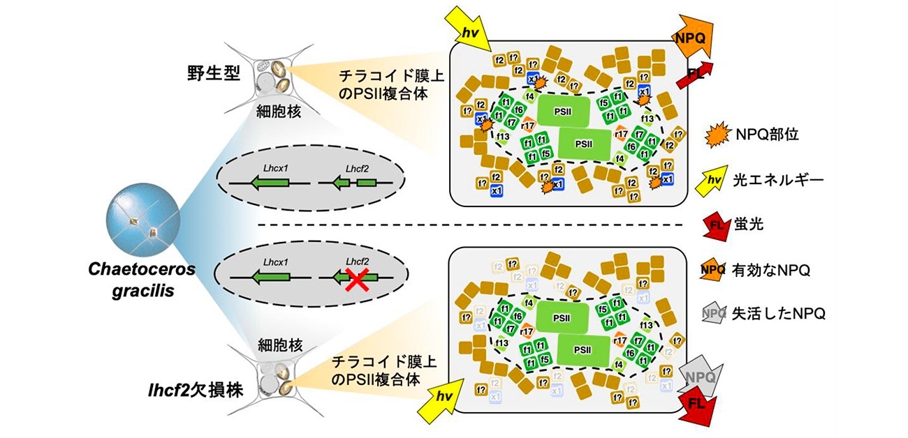 光を熱に変える:海の珪藻が光合成を調節するしくみの解明
