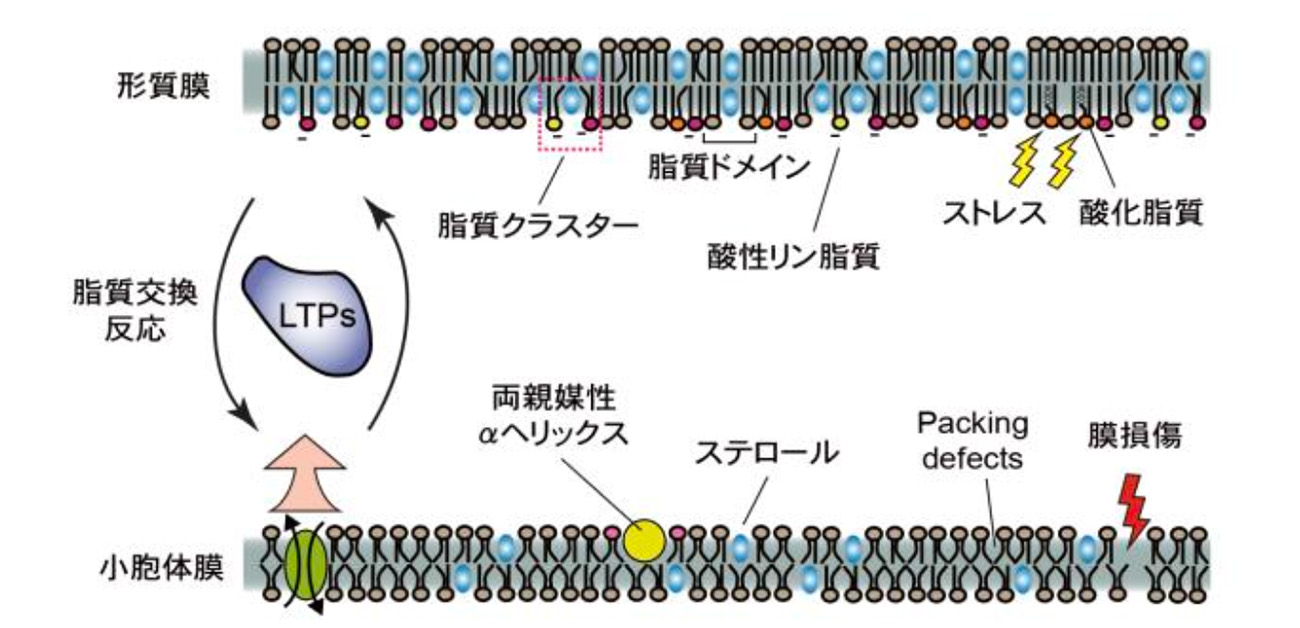 見えなかった膜脂質が見える