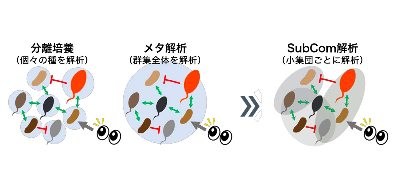 微生物群集のチームプレーを読み解く新技術を開発