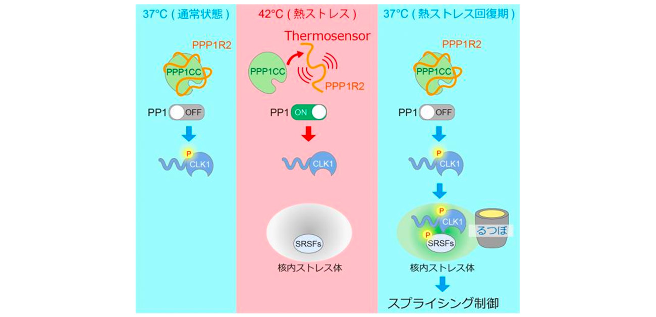 \細胞内の「新型温度センサー」を発見!/ 天然変性タンパク質が核内ストレス体の「るつぼ機能」を制御