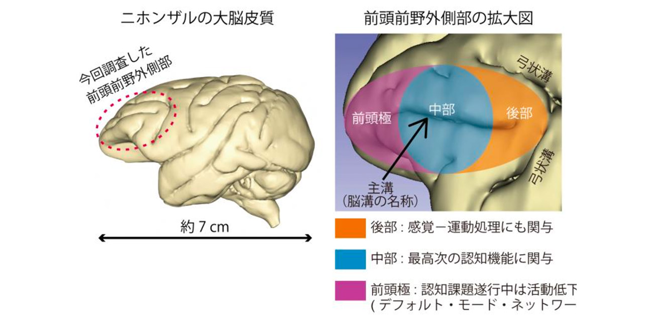 前頭前野外側部の中部〜後部で、脳は“考える”
