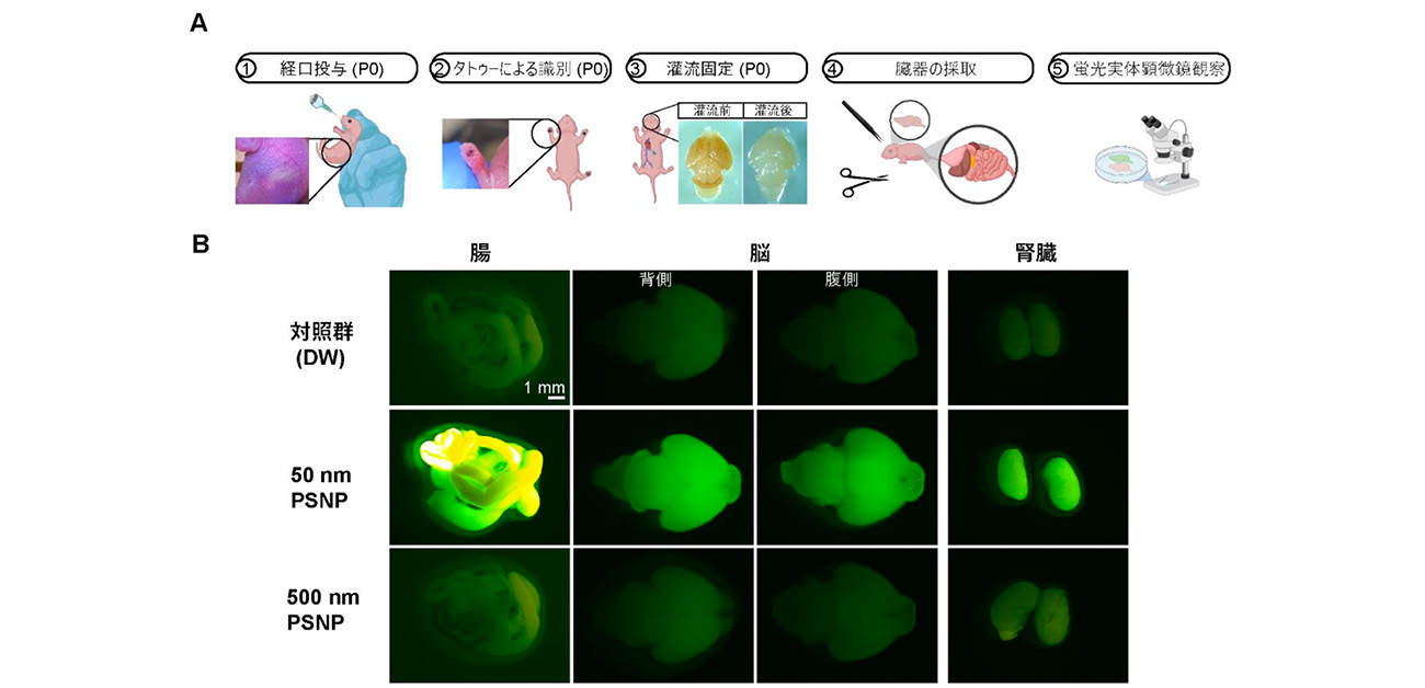 新生仔マウス脳内におけるナノプラスチックの三次元分布を可視化