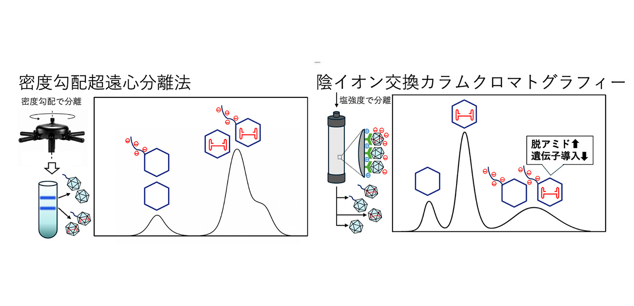 ＼遺伝子治療薬の製造プロセス開発に大きな一歩／ クロマトグラフィーによる高品質・高純度な遺伝子治療用ベクターの精製に成功