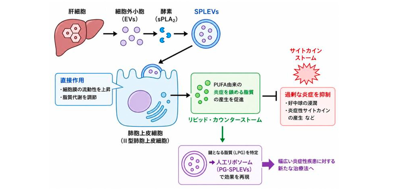 過剰な炎症を鎮める脂質応答の新機構を解明