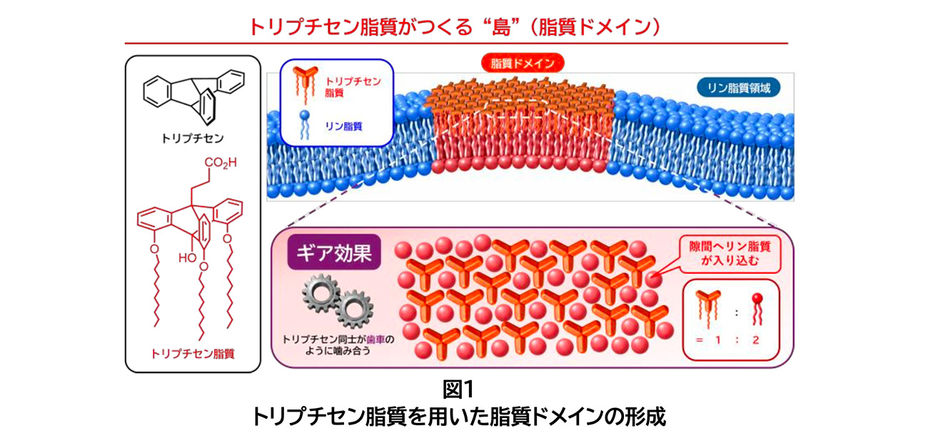 プロペラ分子を用いて脂質膜の“海”に“島”をつくる