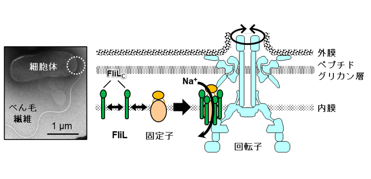 海洋性ビブリオ菌のべん毛モータータンパク質FliLの動態を解明