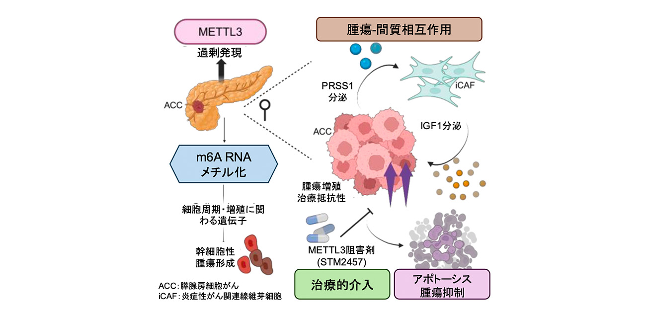 膵腫瘍の新たな発症機構を解明