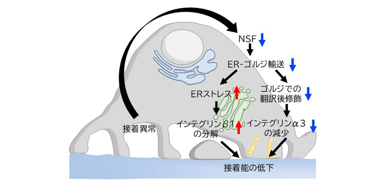 \腎疾患治療薬創出への新たな足掛かり/ 腎臓の濾過フィルター細胞が脱落するメカニズムを解明