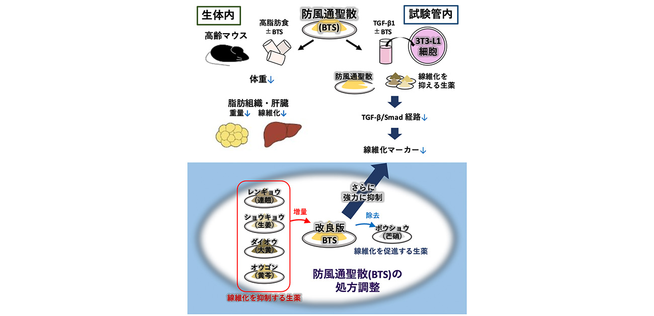 漢方薬「防風通聖散」が 加齢による脂肪組織の線維化を抑制する
