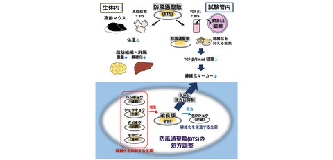 経口血糖降下薬による糖尿病患者の体重減少と肥満関連健康障害の改善を