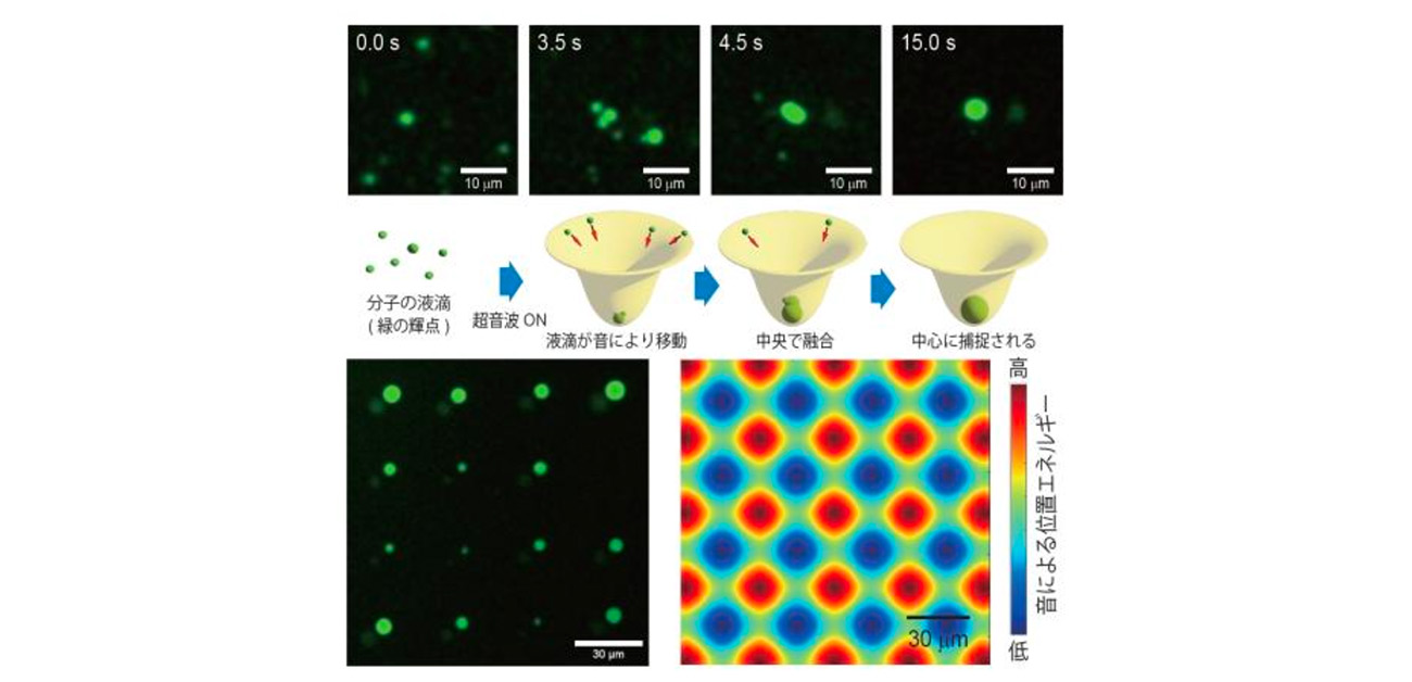 “音のピンセット”により生体分子の液滴を 操作・計測する新手法を確立