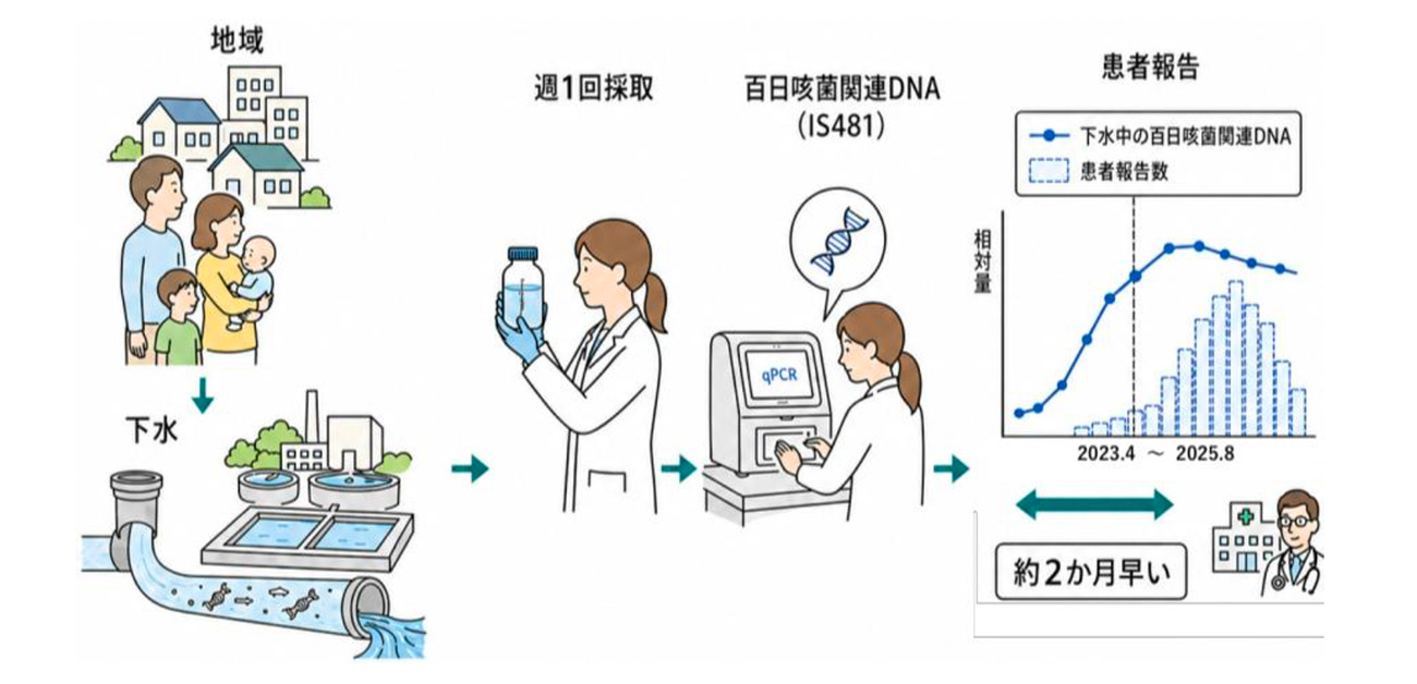 百日咳の流行兆候を下水から早期に捉える
