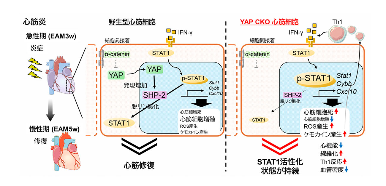 心臓の自然治癒メカニズムの一端を解明