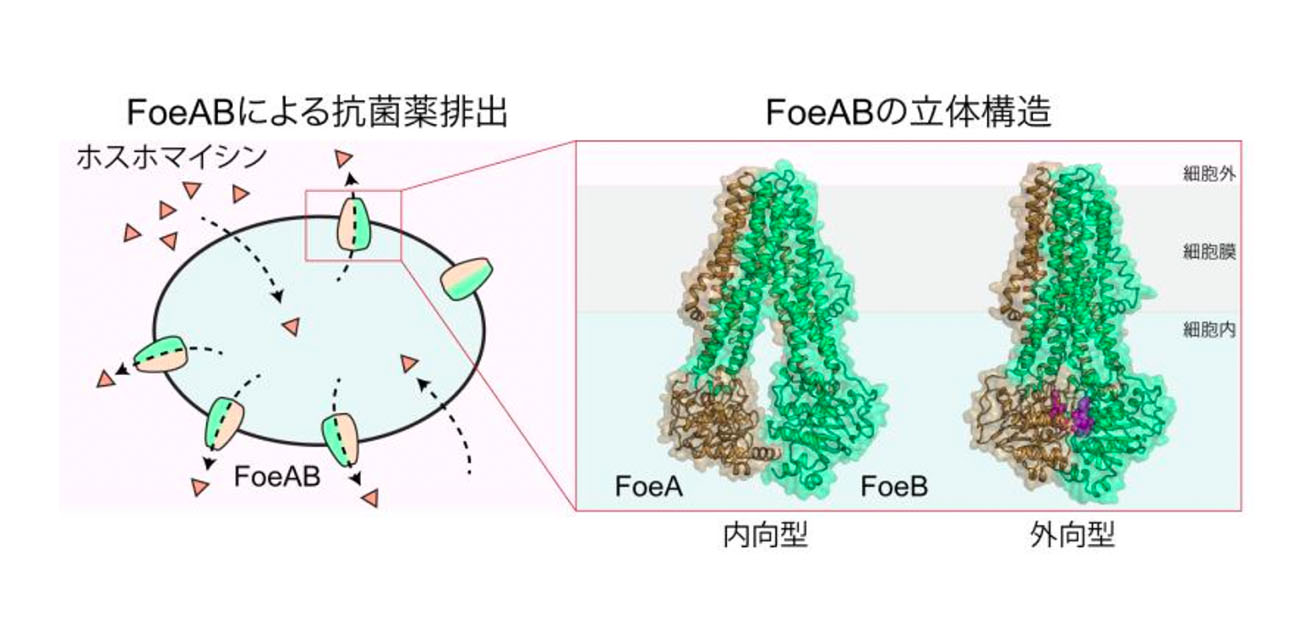 肺炎球菌の新たな薬剤排出機構を発見