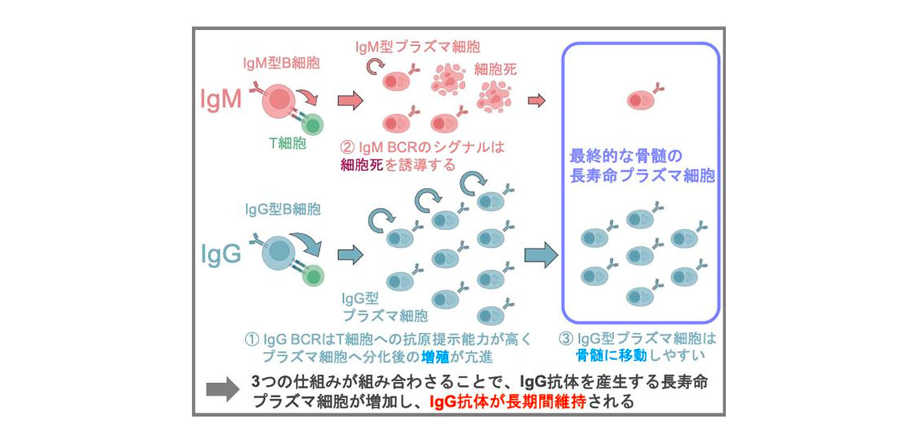ウイルス再感染防御に必須のIgG抗体が 長期間維持される仕組みを解明