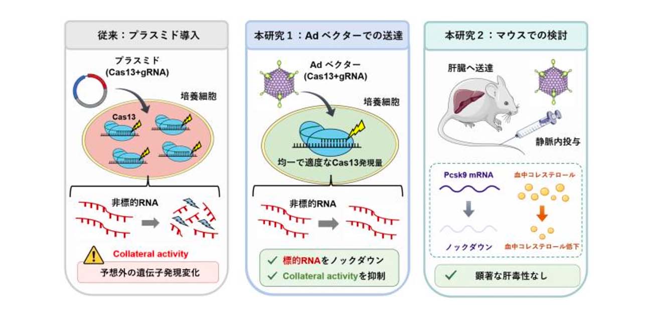 アデノウイルスベクターを用いることでRNA切断の「巻き添え」を抑制