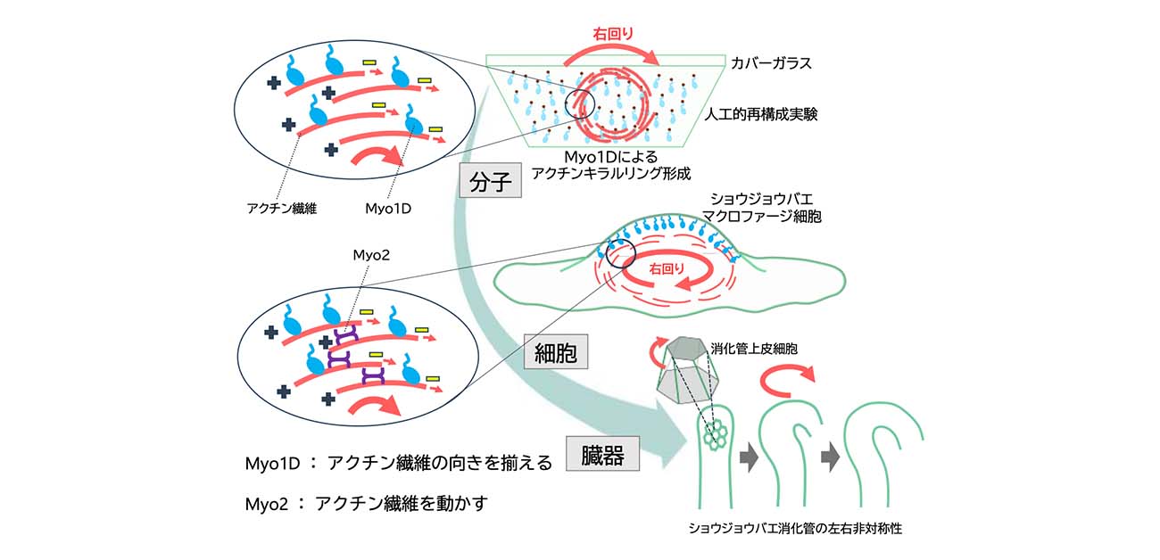 細胞が「右利き・左利き」になるメカニズムを解明